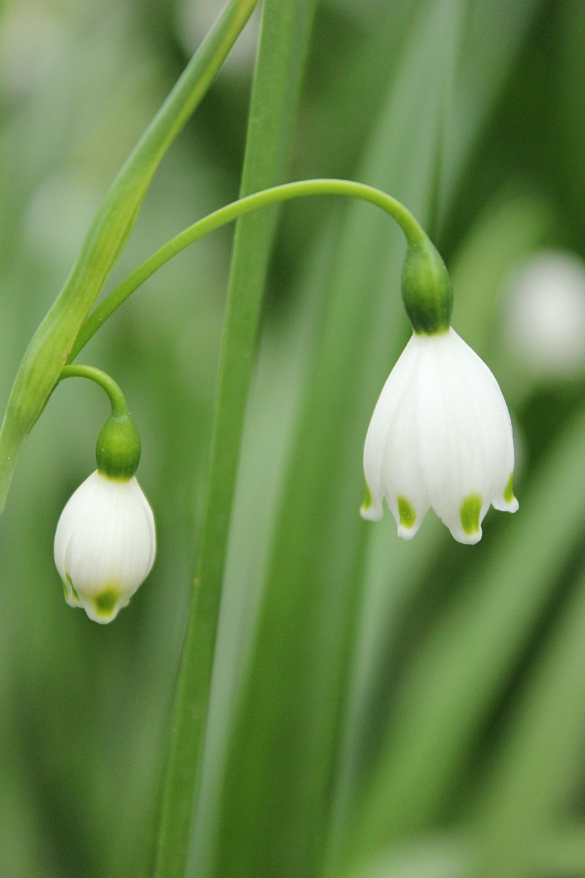 linglan green white free photo