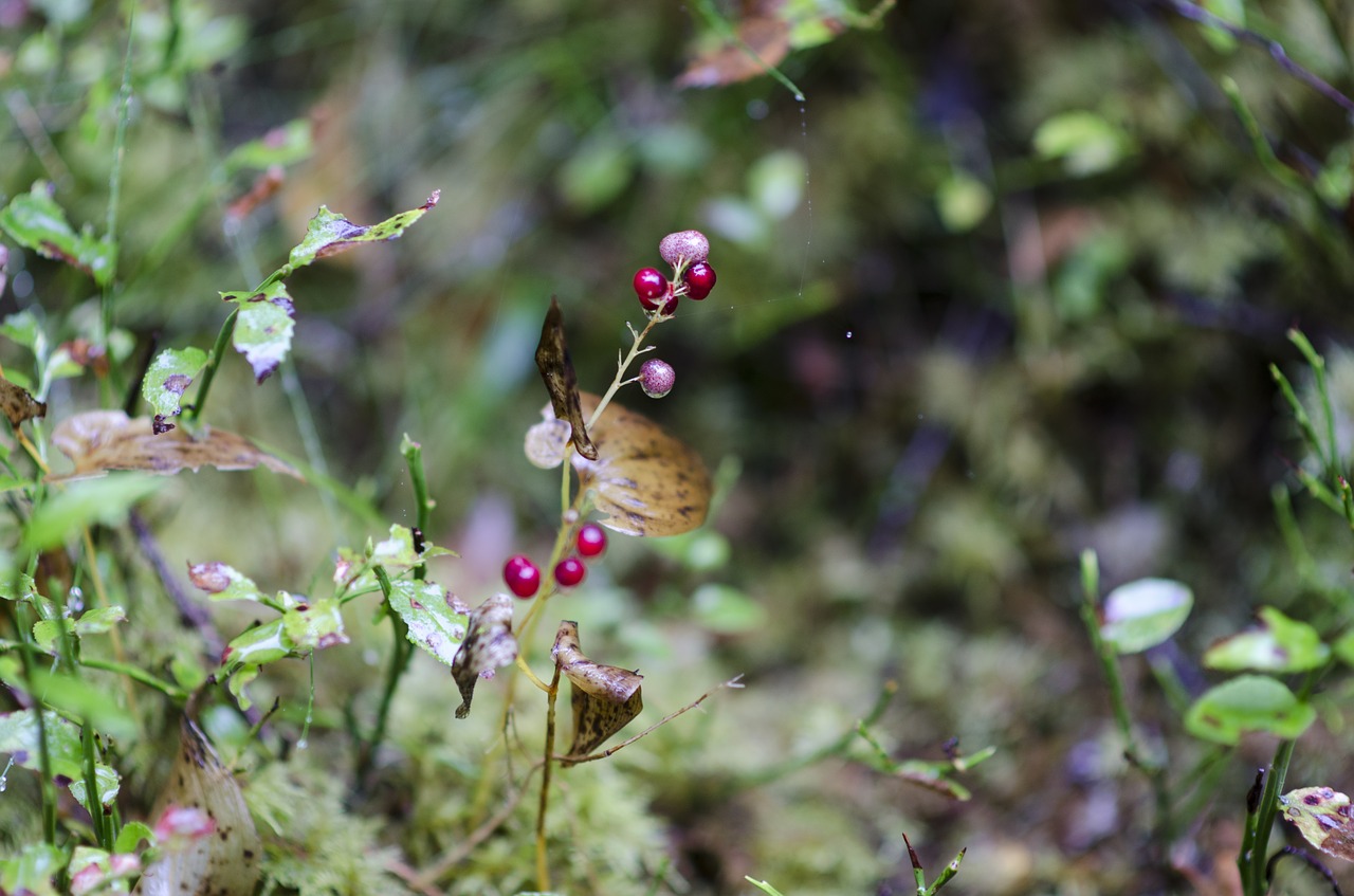 lingon berry forest free photo