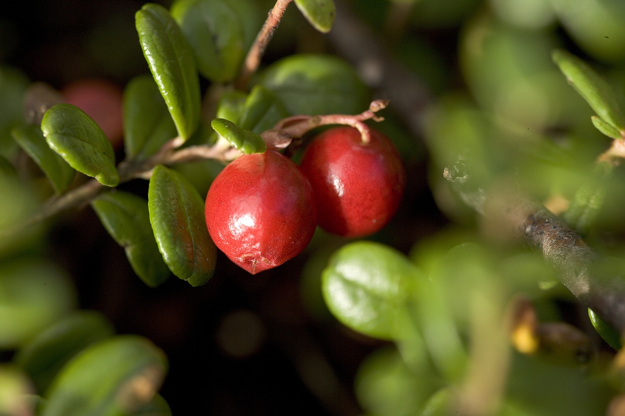 lingonberries cowberries berries free photo