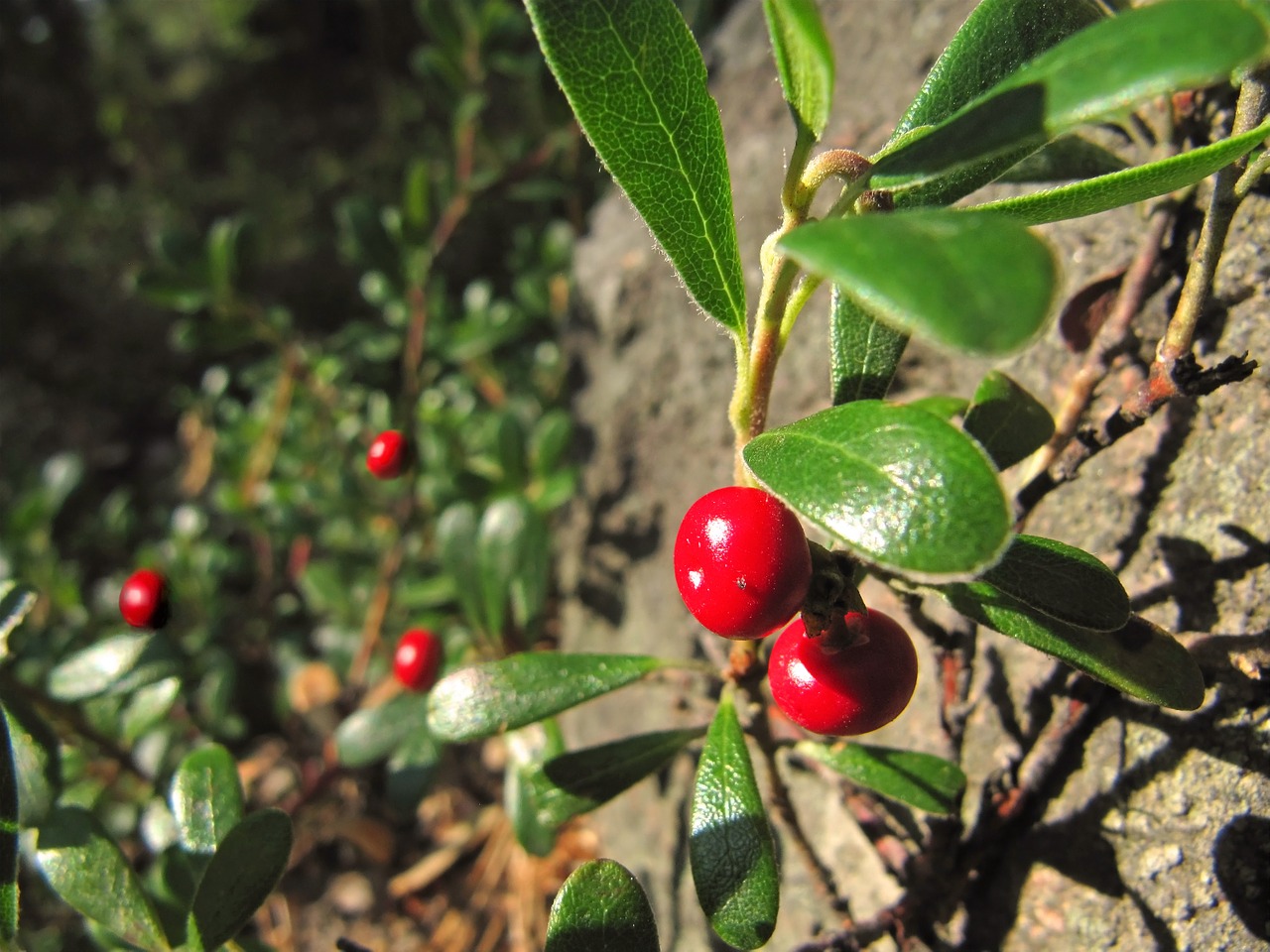 lingonberry cowberry red whortleberry free photo