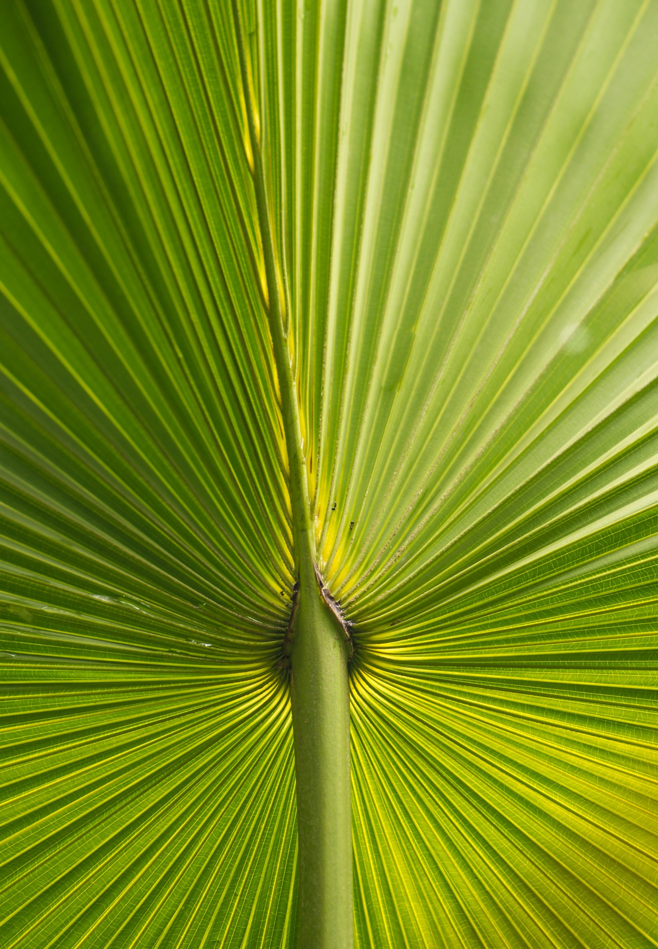 line palm palm leaf free photo