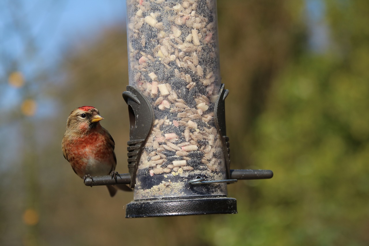 linnet garden bird british free photo