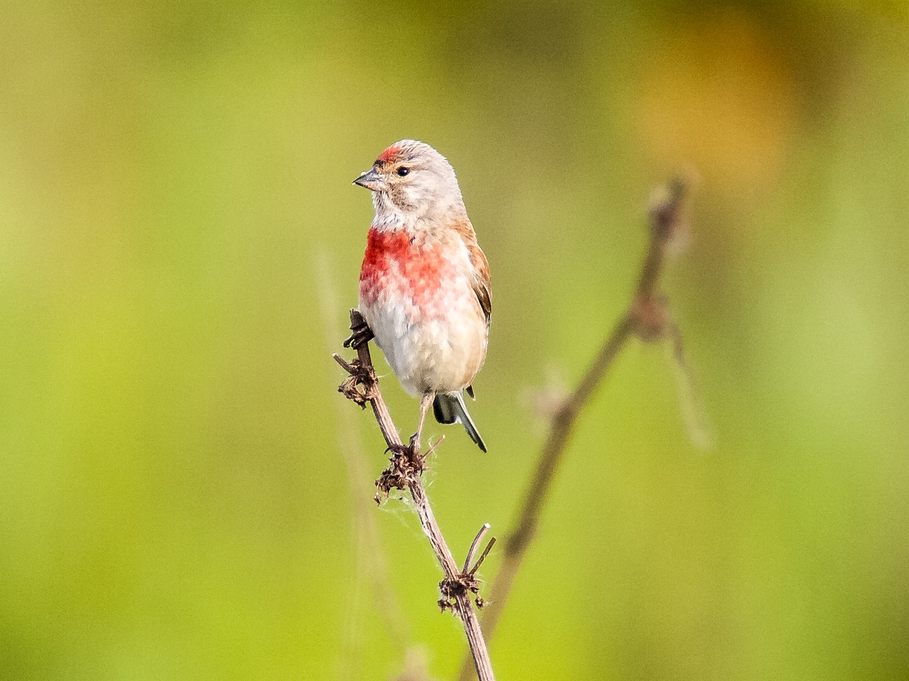 linnet bird songbird free photo