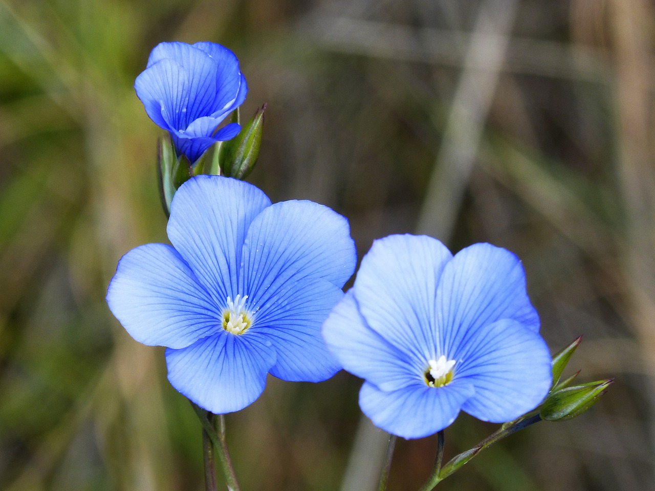 linum blue flower flower free photo