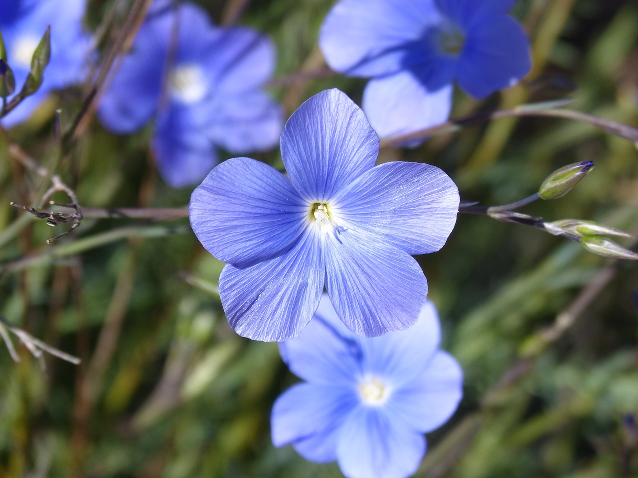 linum blue flower beauty free photo