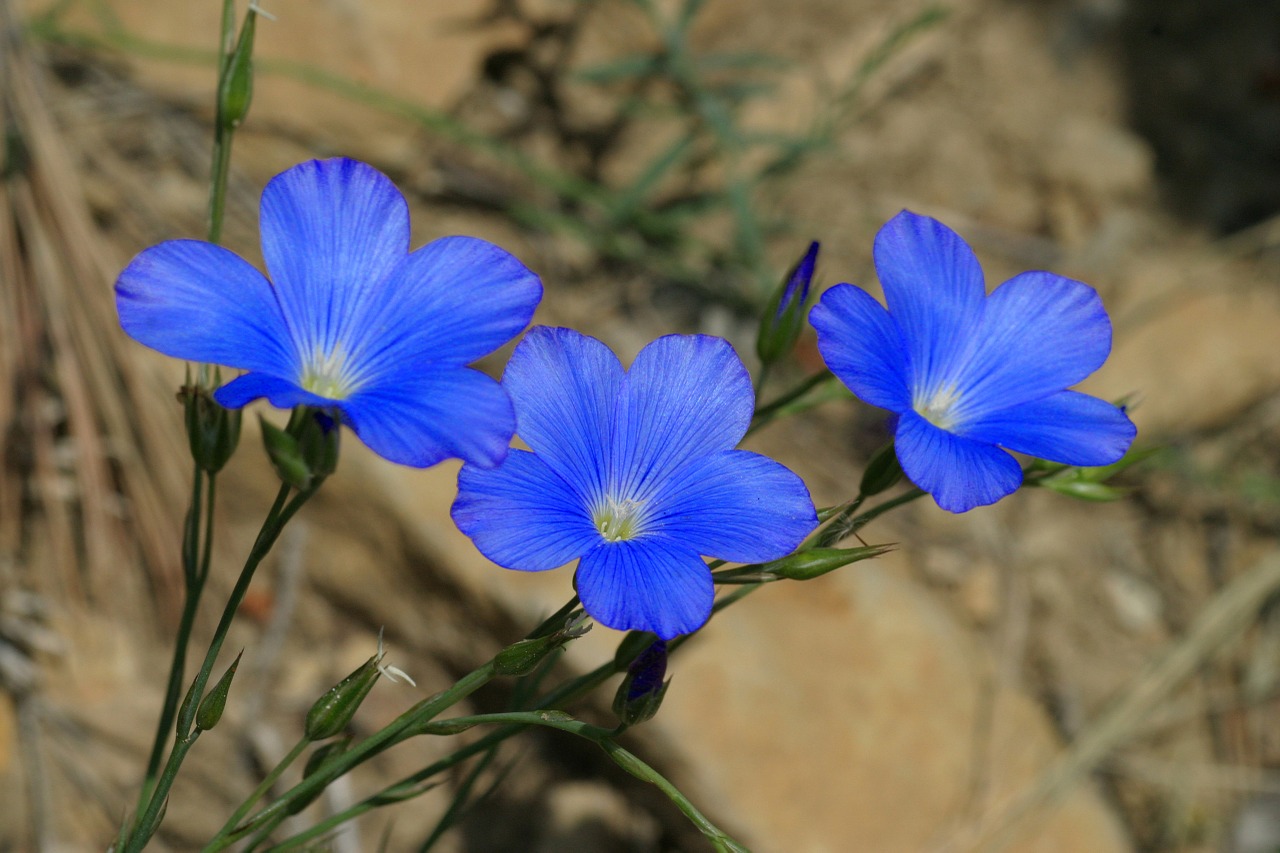 linum narbonense scrubland flowers free photo