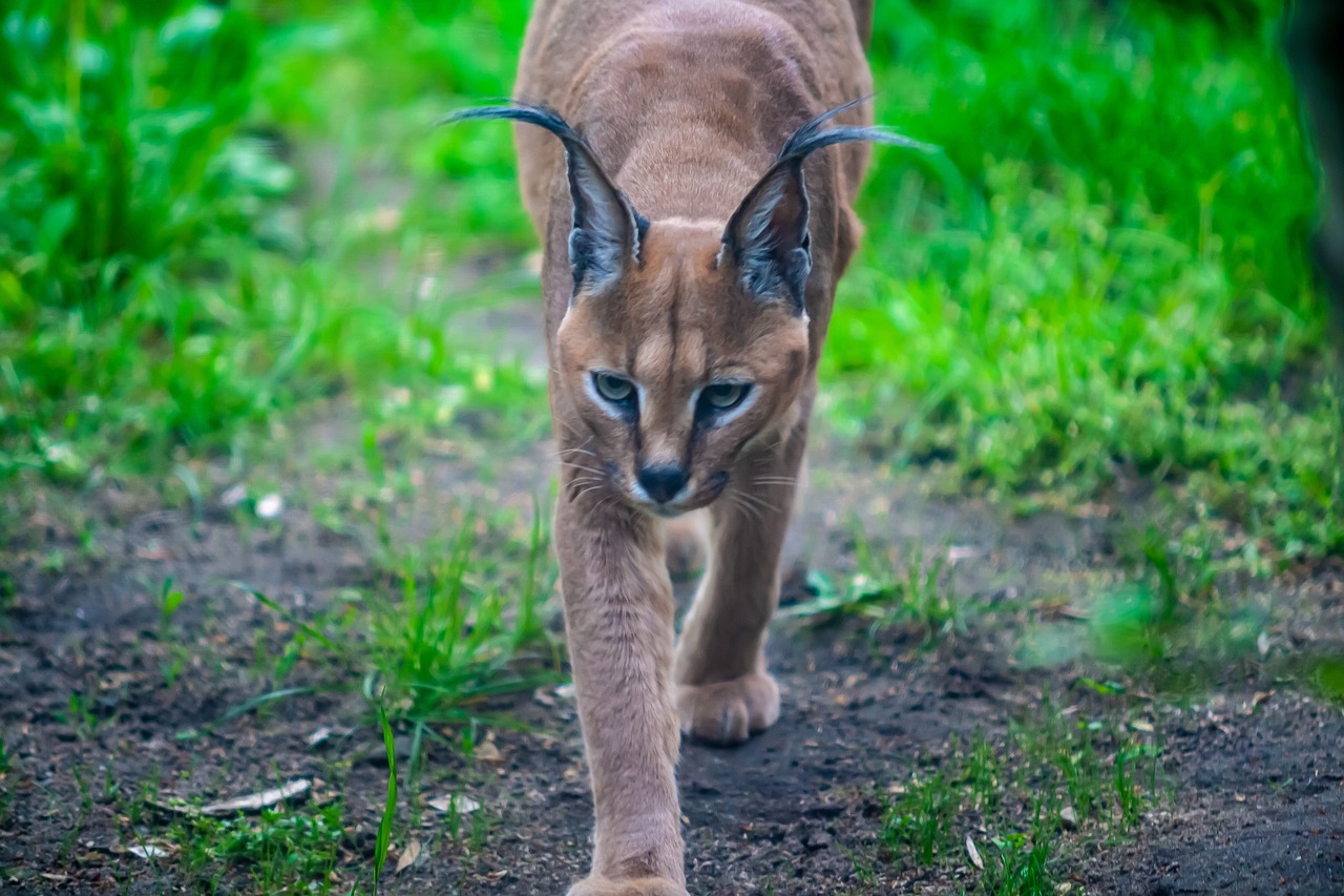 linx  cat  wildcat free photo