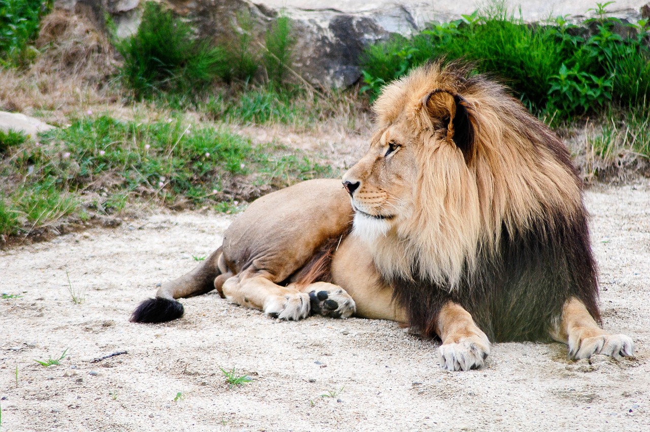 lion lying outdoor free photo