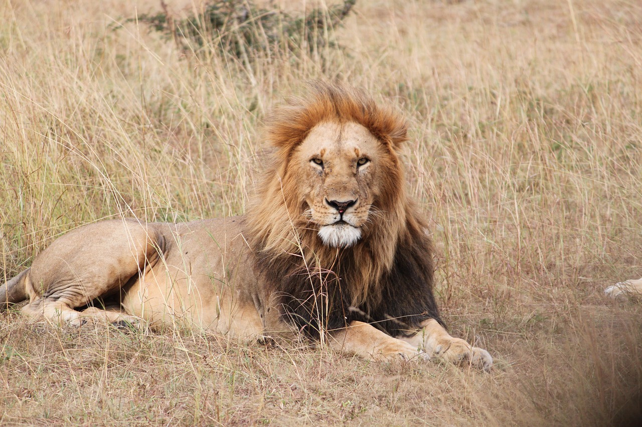 lion africa animal free photo