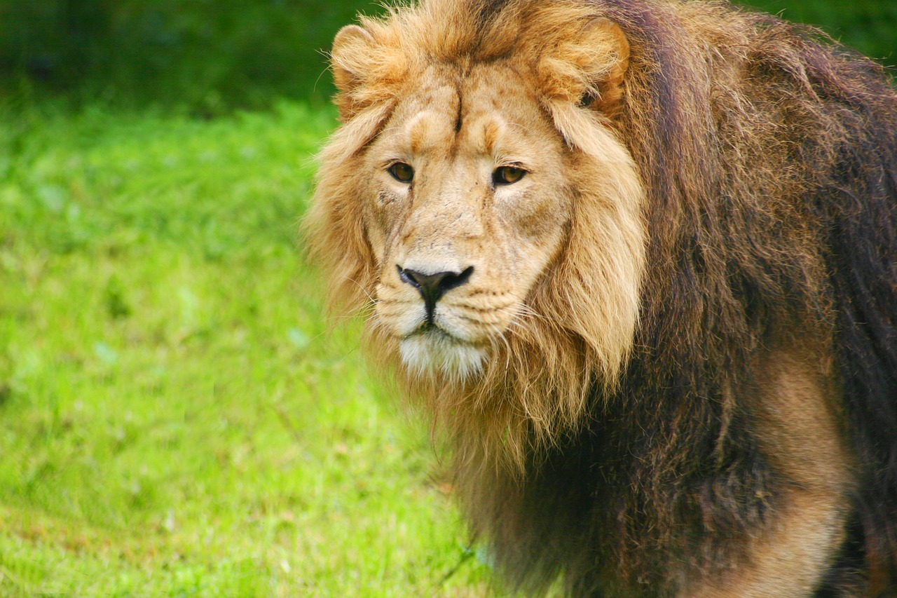 lion zoo chesterzoo free photo
