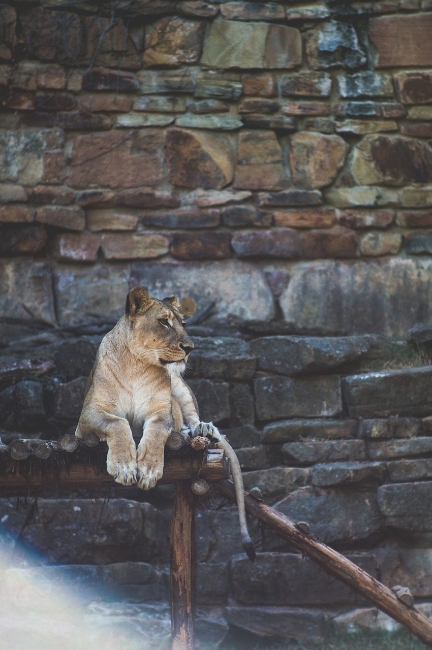 lion cat zoo free photo