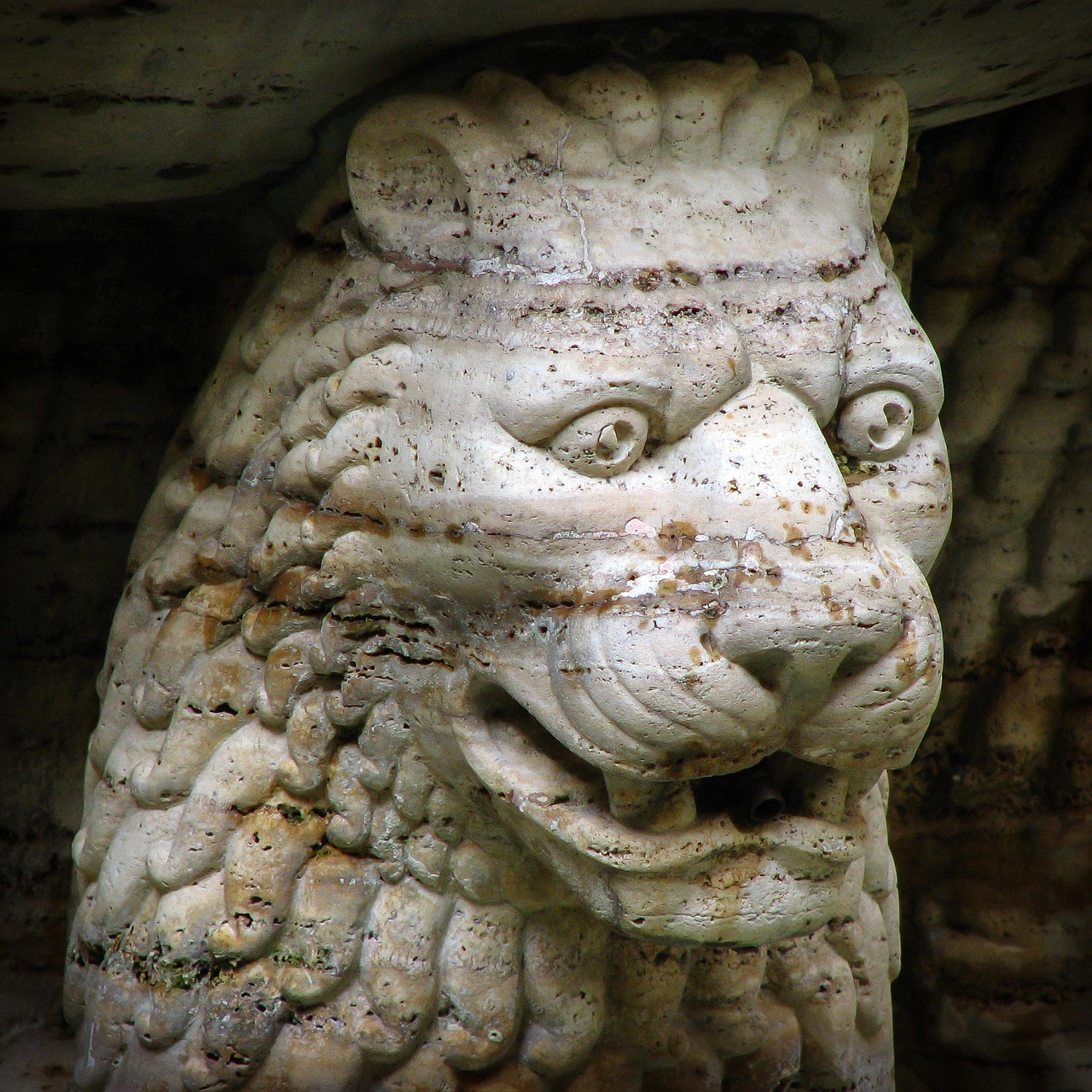 lion head lion head free photo