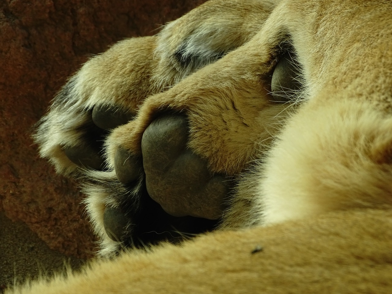 lion paw free pictures free photo