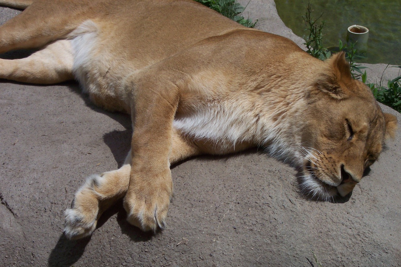 lion lioness zoo free photo