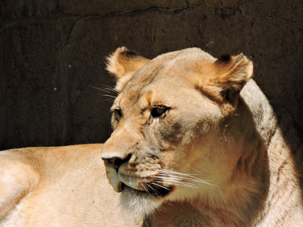 lion female nature free photo