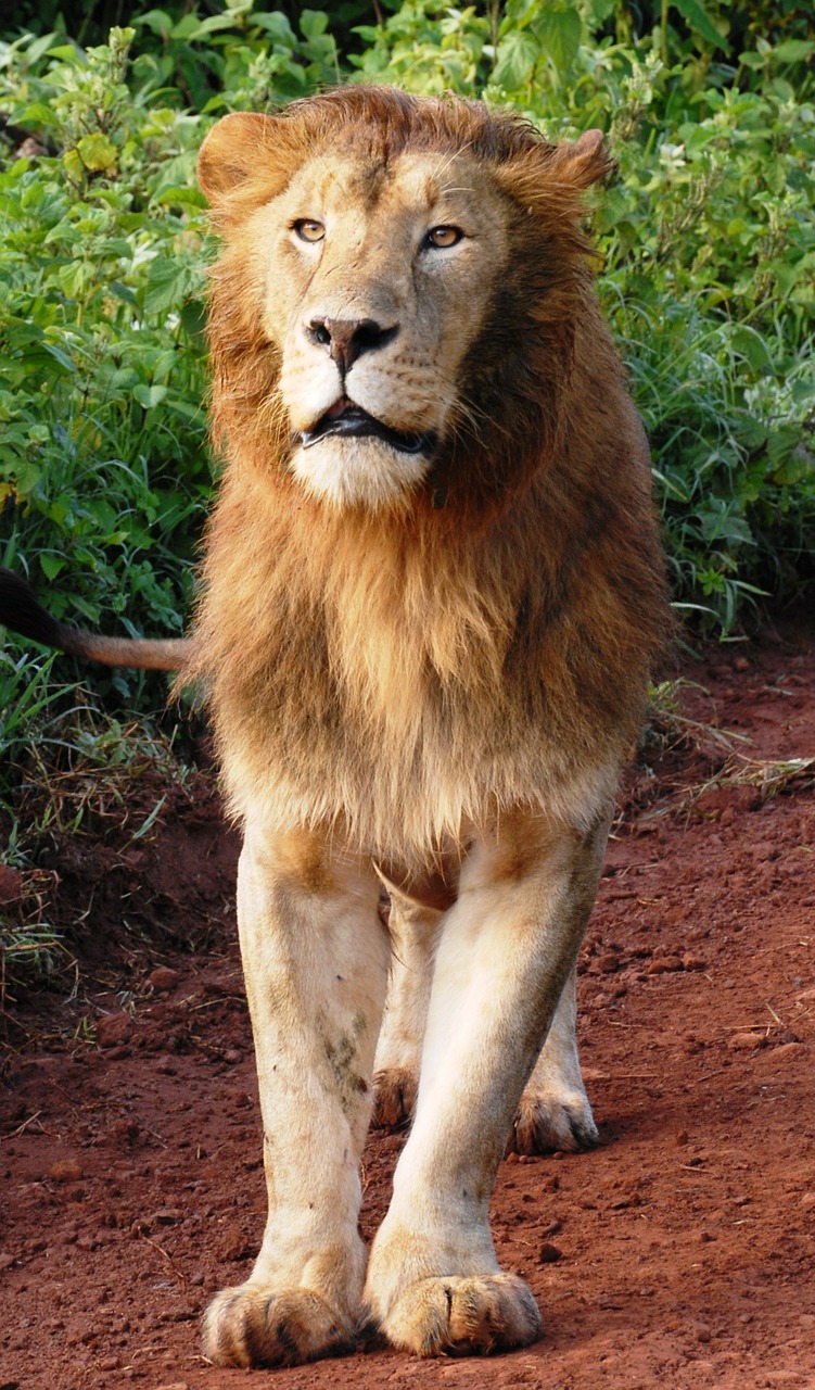 lion big cat cat of prey free photo