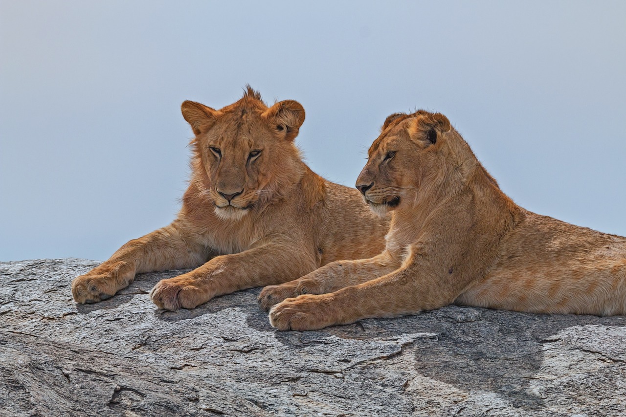 lion africa serengeti free photo
