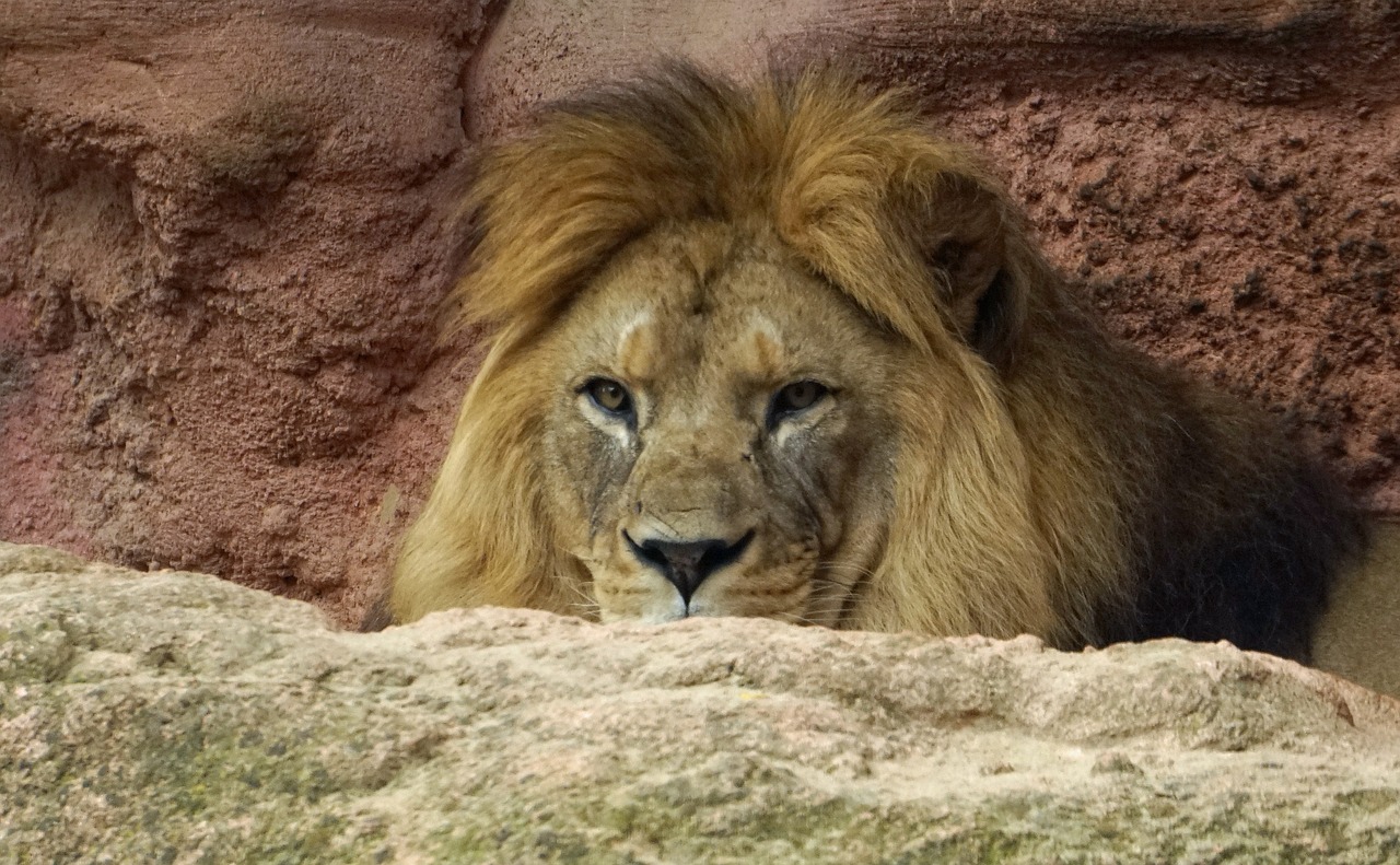 lion mane head free photo