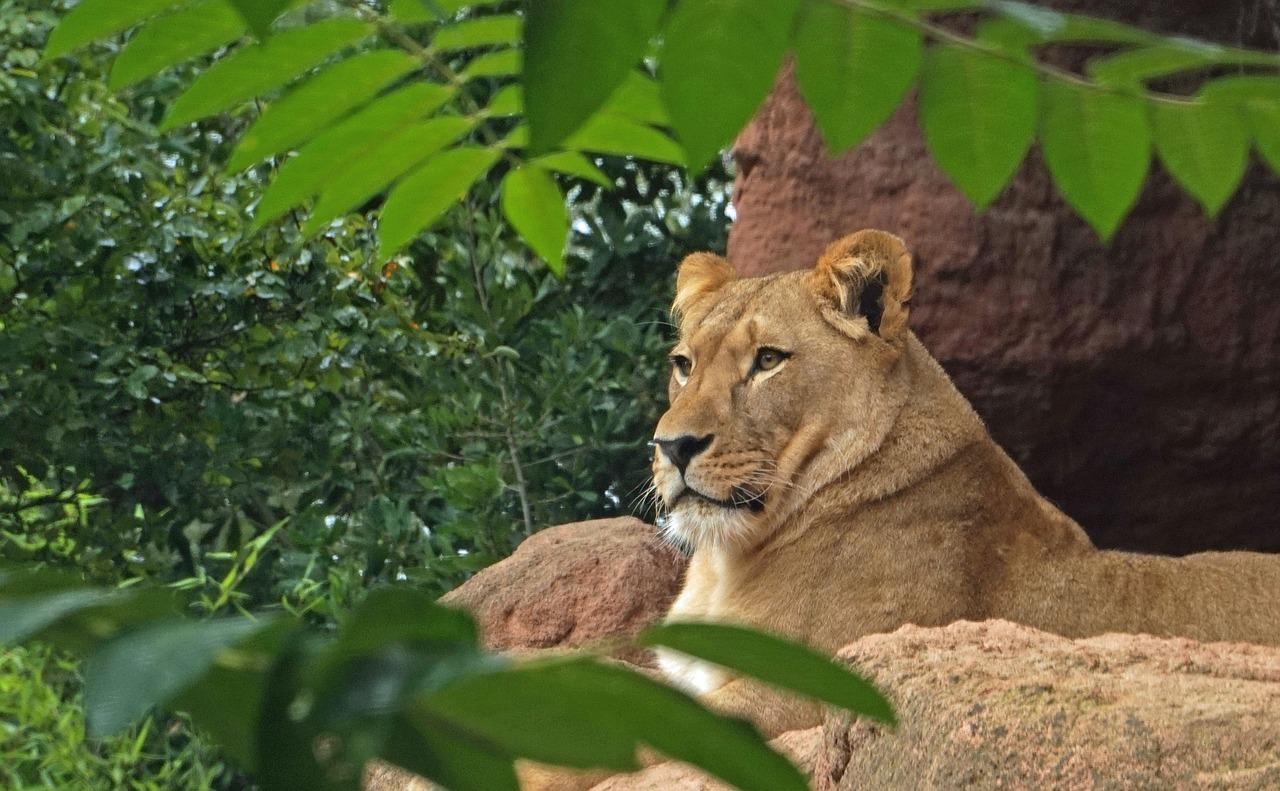 lion predator cat free photo