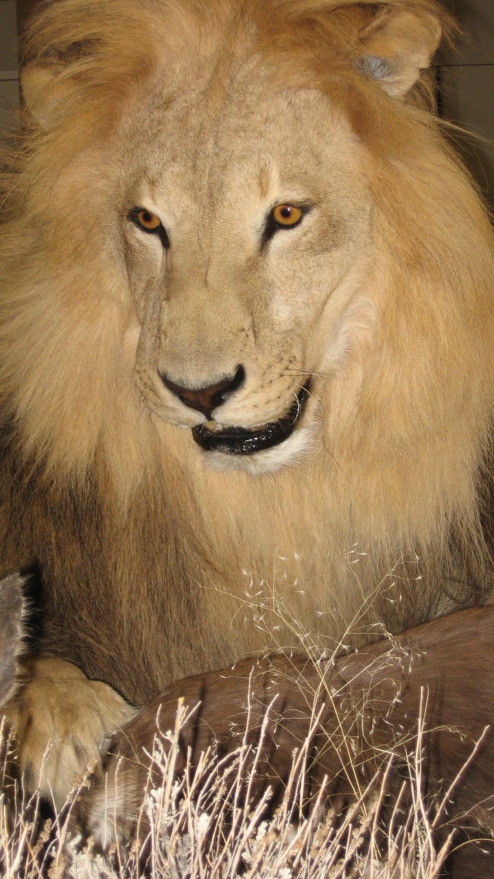 lion male safari free photo