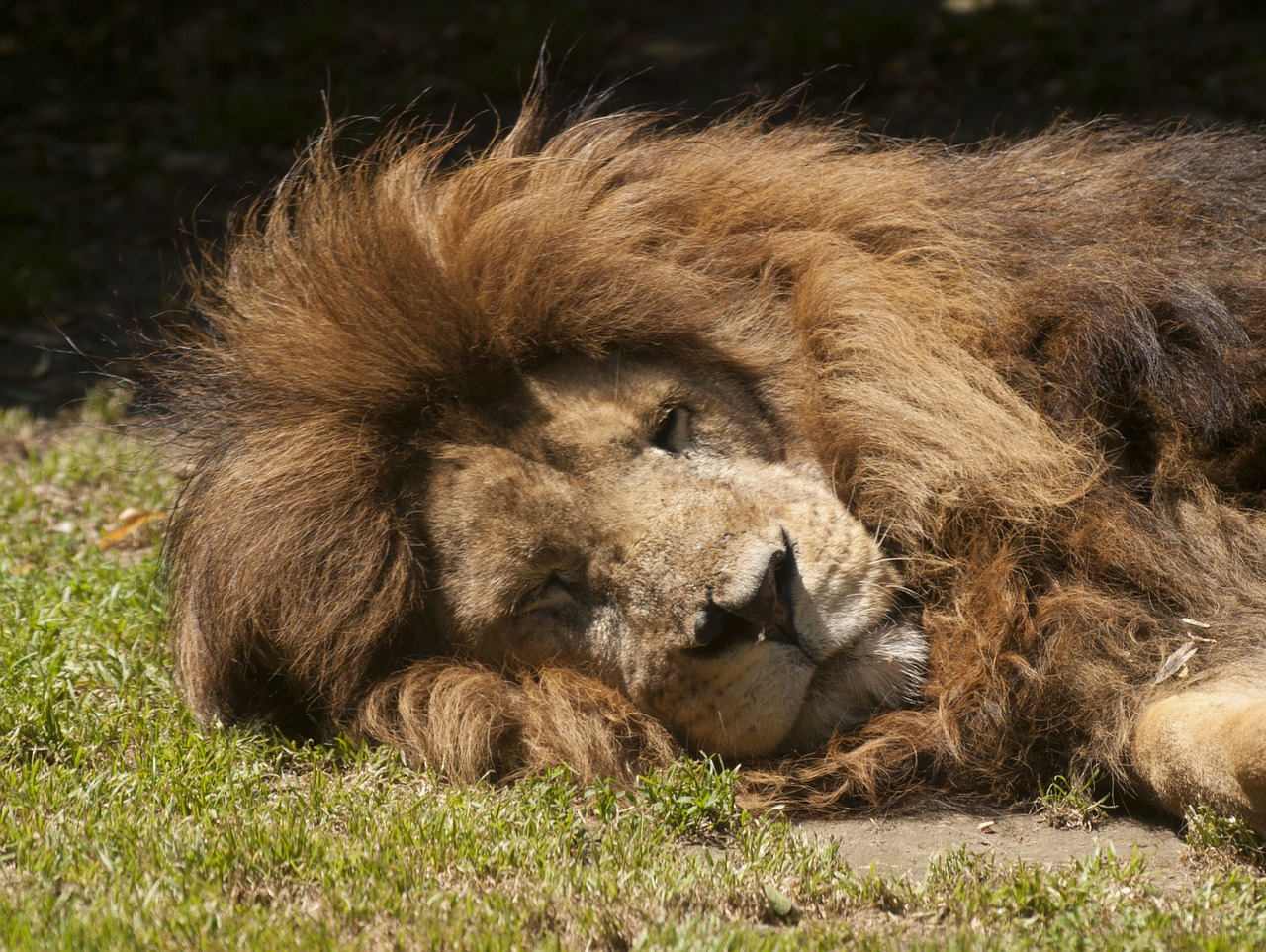 lion sleep zoo free photo