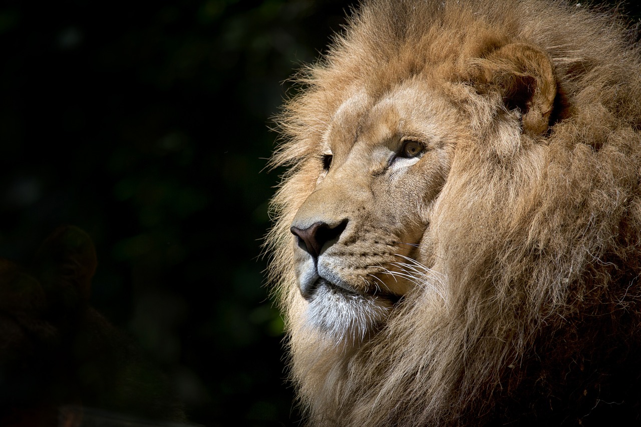 lion wild africa free photo