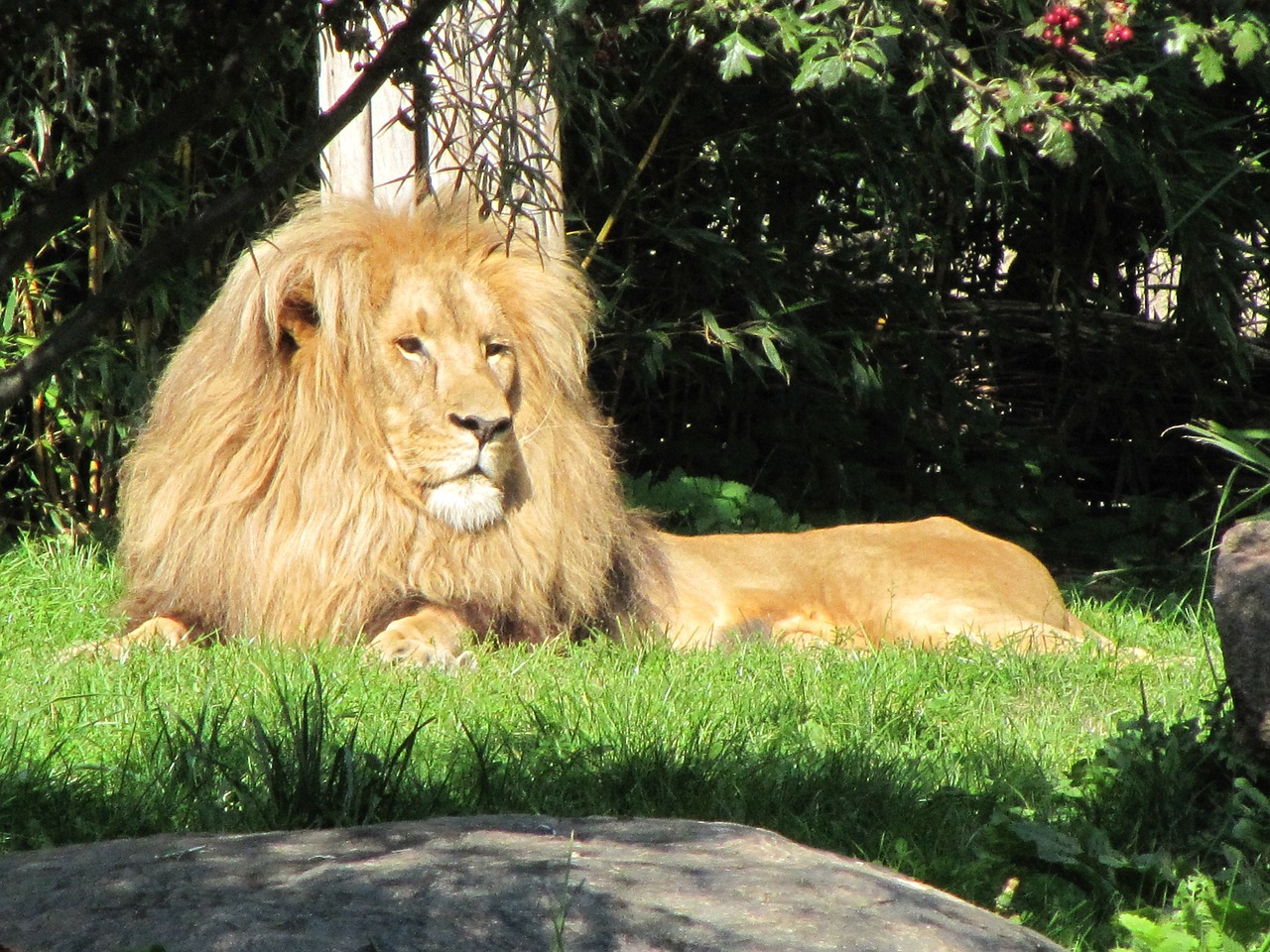 lion males zoo leipzig free photo