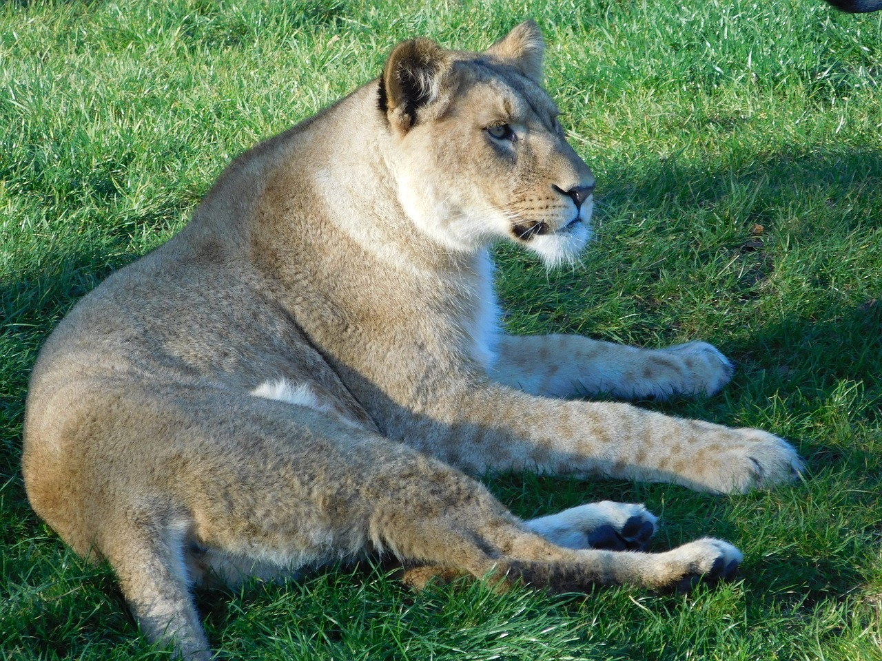 lion wildlife park animal free photo