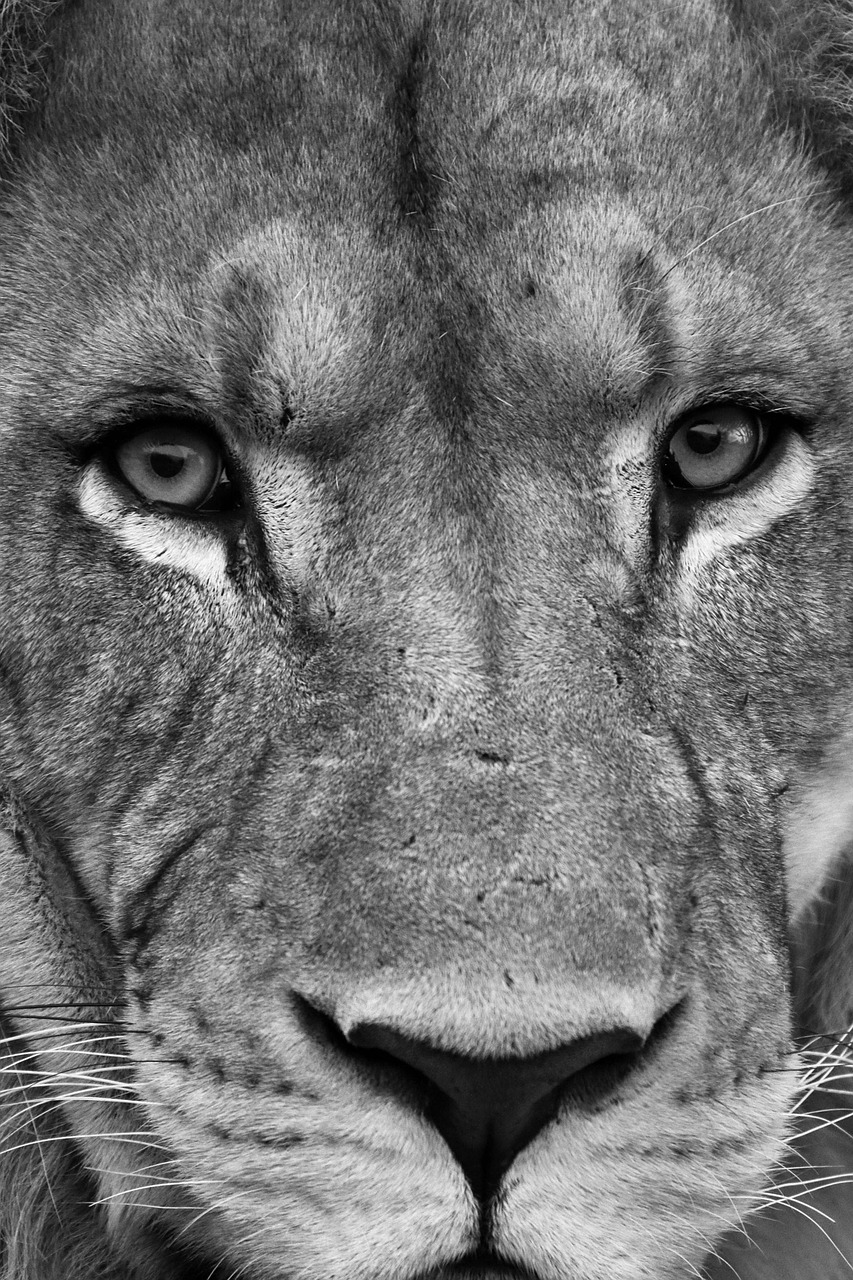 lion wild life eyes free photo