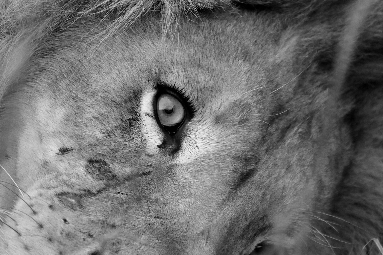 lion eye wi free photo