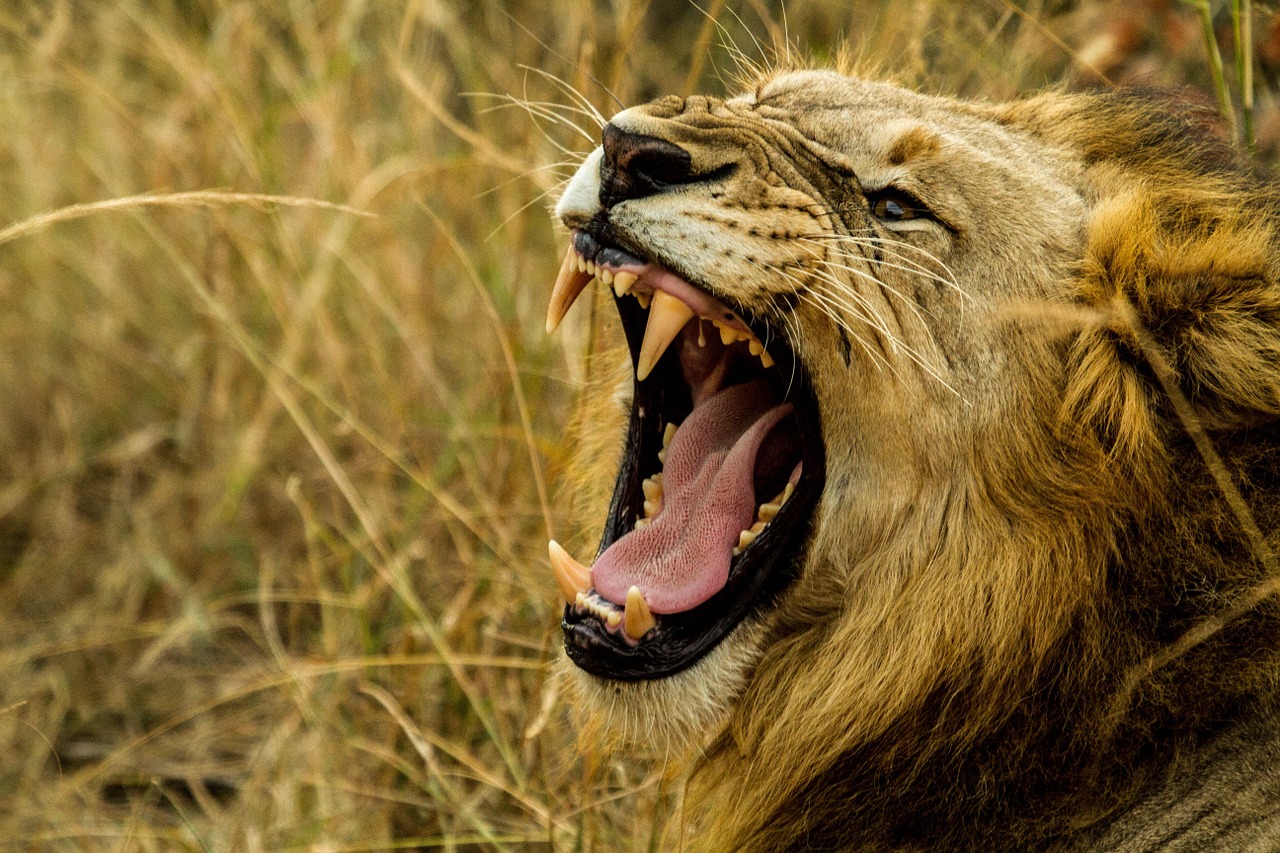 lion roar wildlife free photo