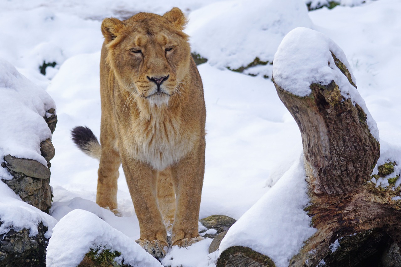 lion indian female free photo