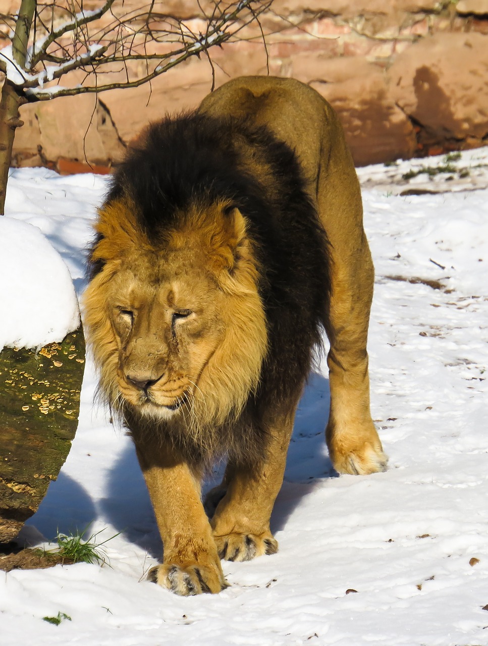 lion predator cat free photo