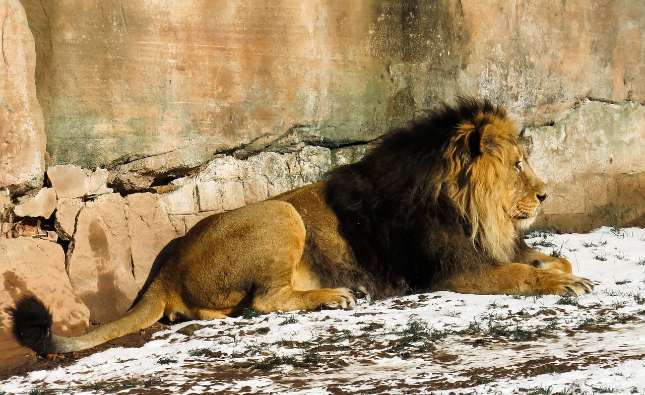 lion predator cat free photo