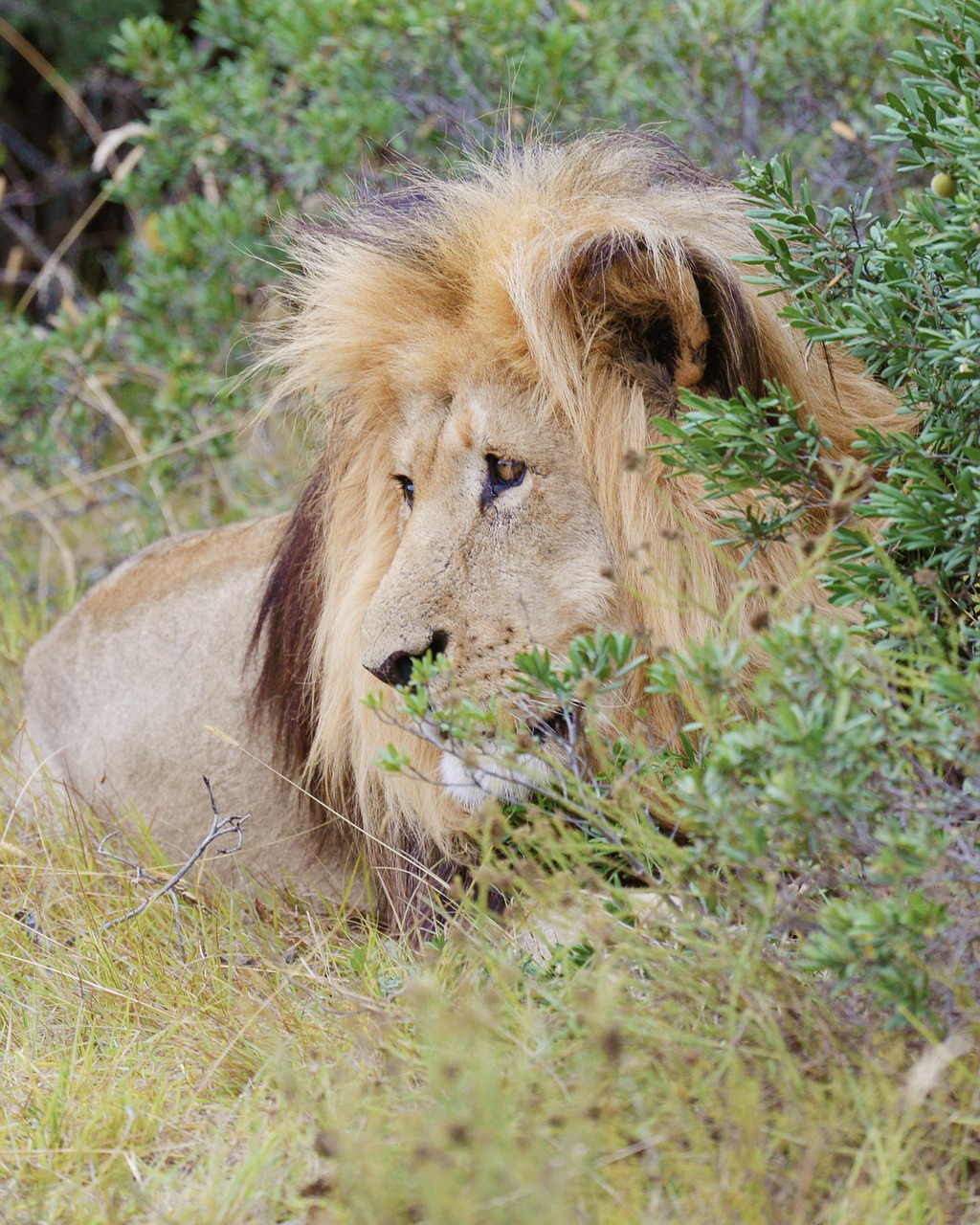 lion south africa addo national park free photo