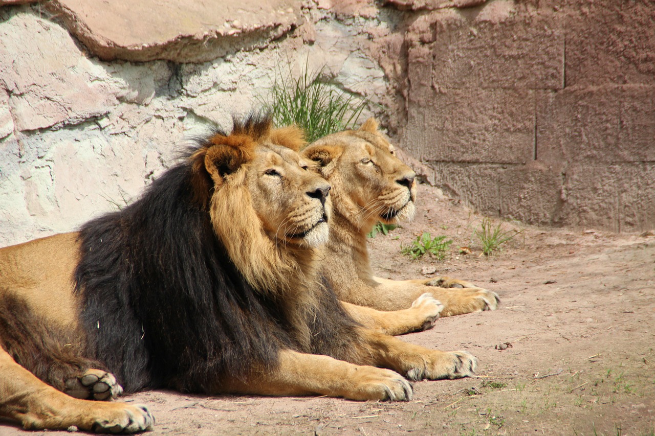 lion pair lioness free photo