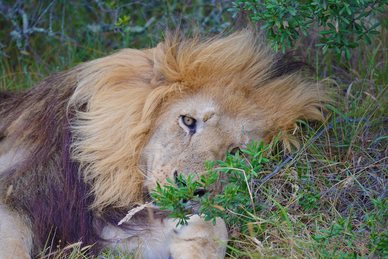lion south africa safari free photo