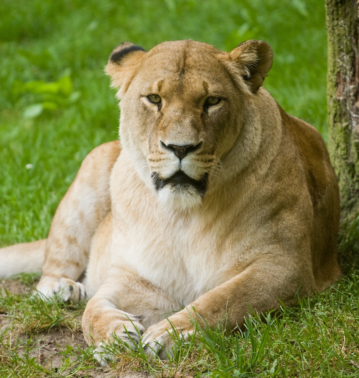 lion predator rest free photo