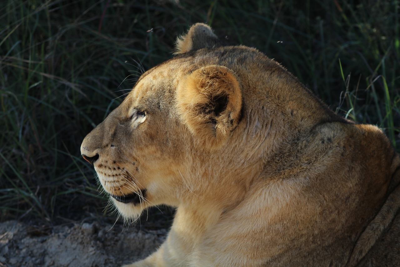 lion cats africa free photo