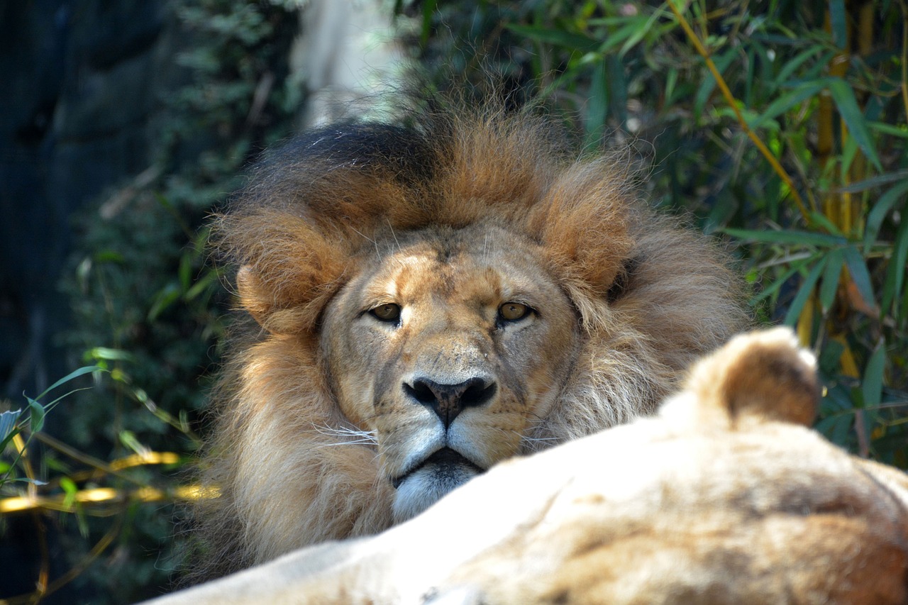 lion mane male free photo