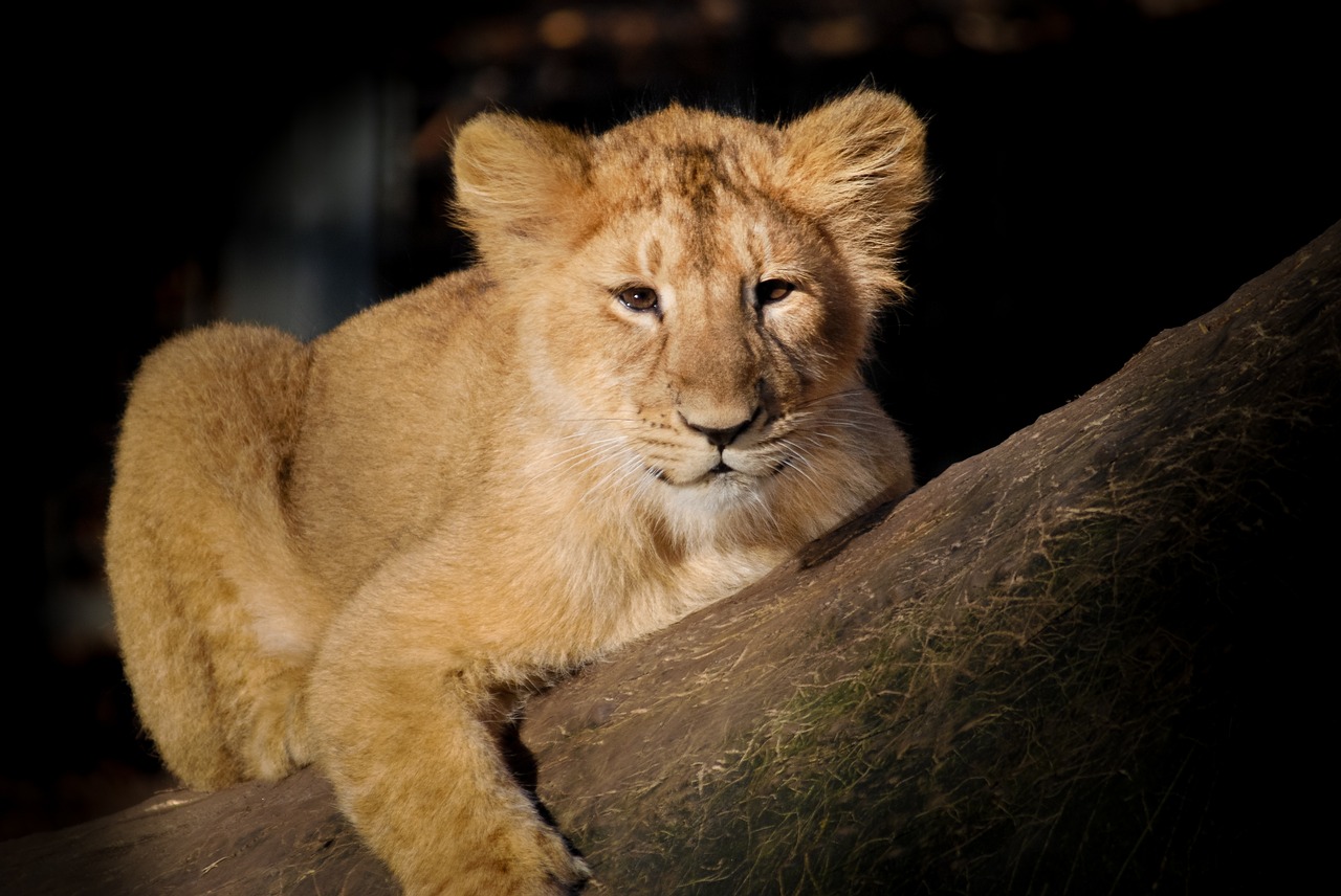 lion baby young free photo