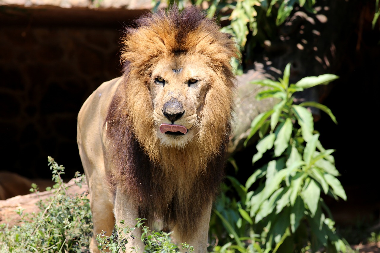 lion king of the jungle animal free photo