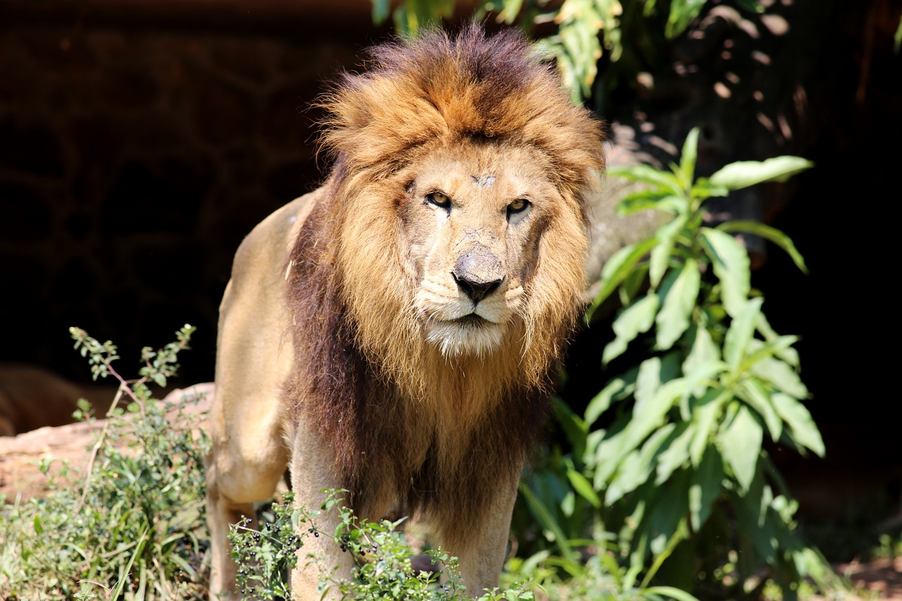 lion king of the jungle animal free photo