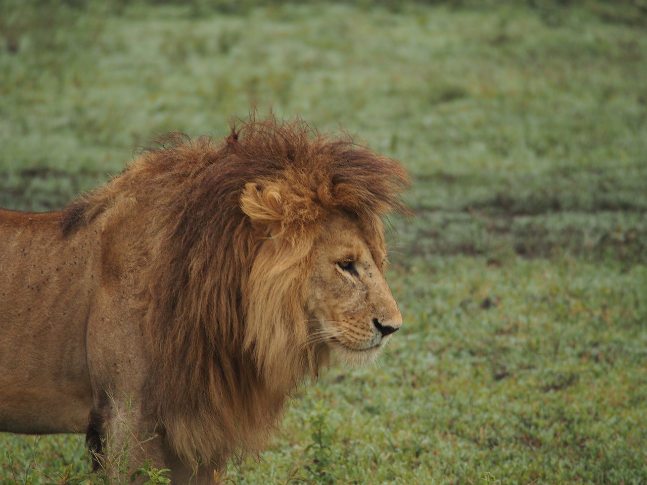 lion africa lion's mane free photo