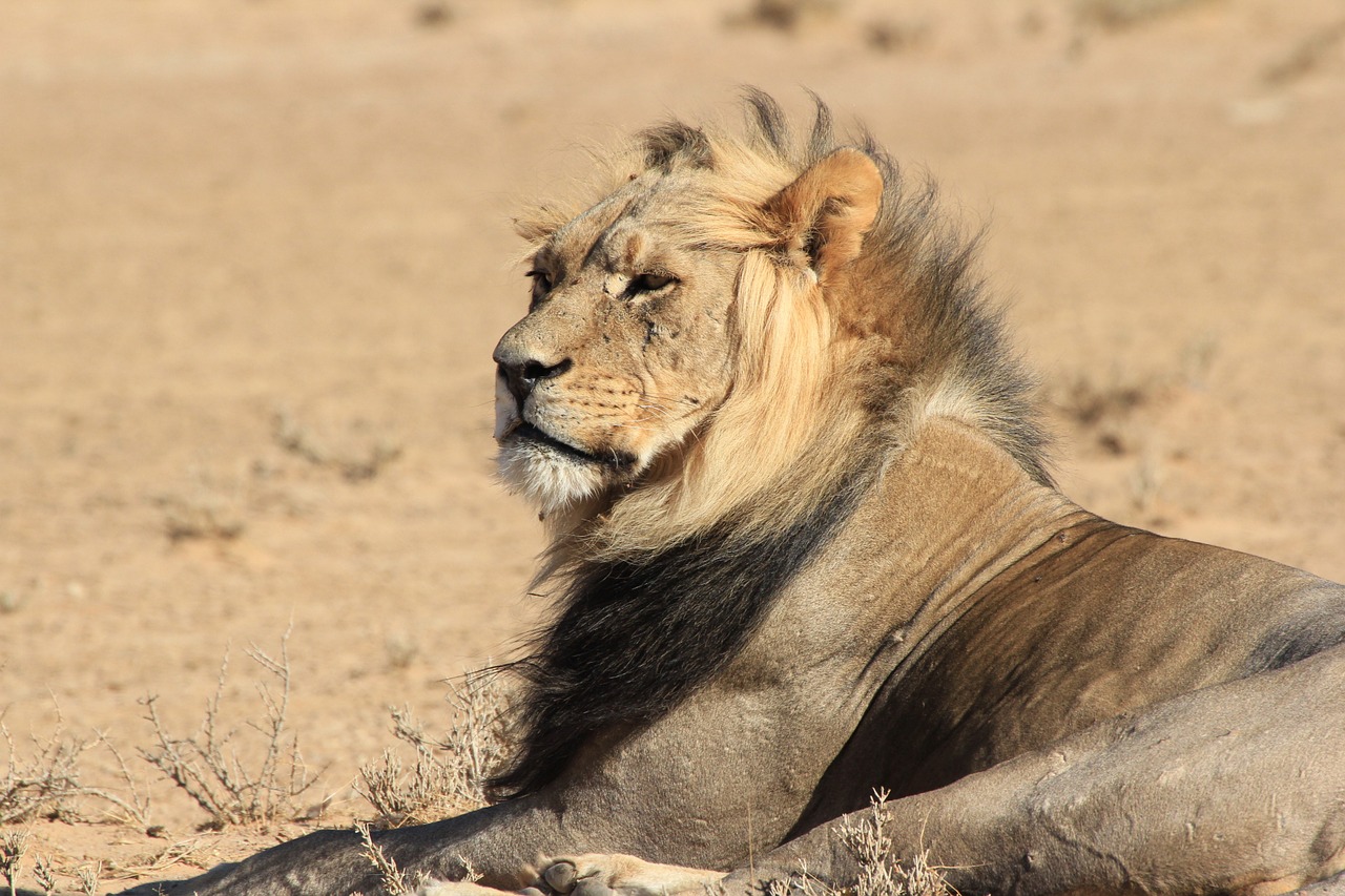 lion africa wild free photo