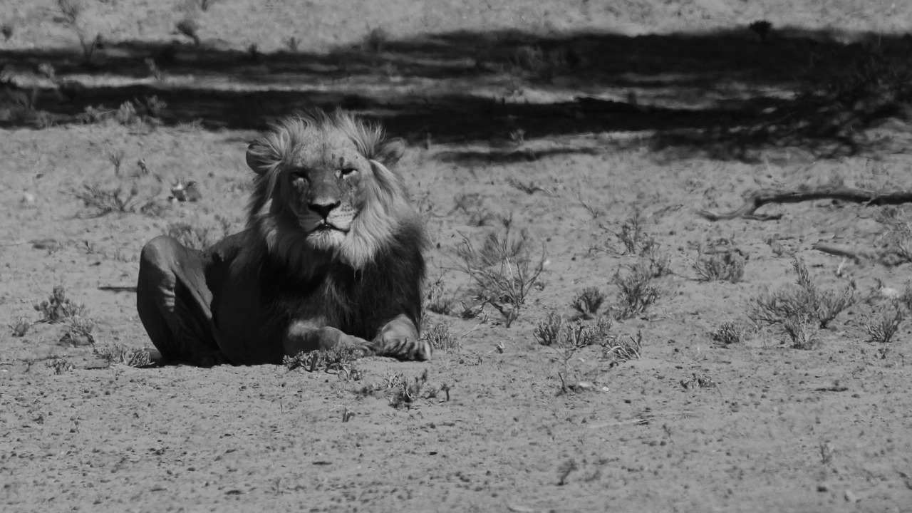 lion black white free photo