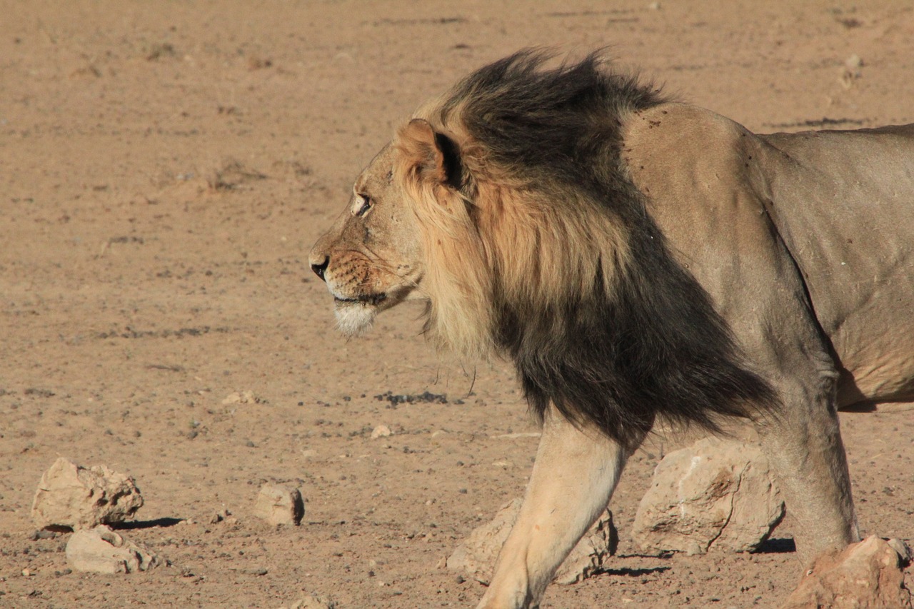 lion mane walking free photo