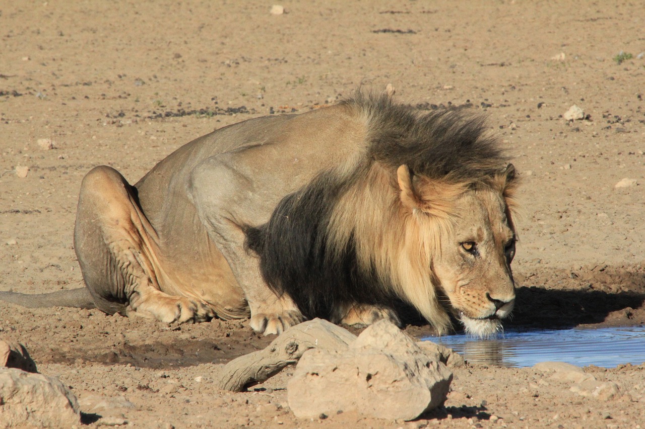 lion drinking waterhole free photo