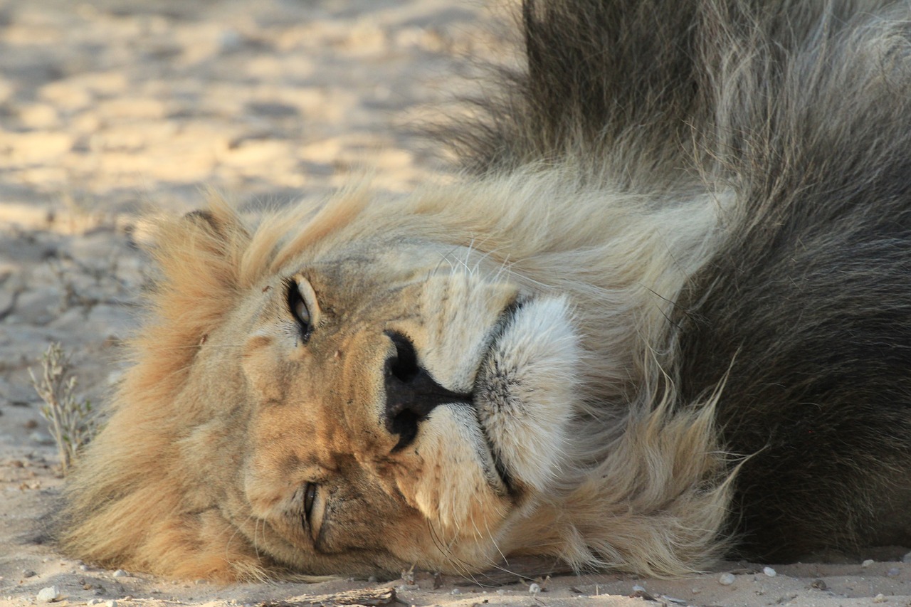 lion resting black free photo