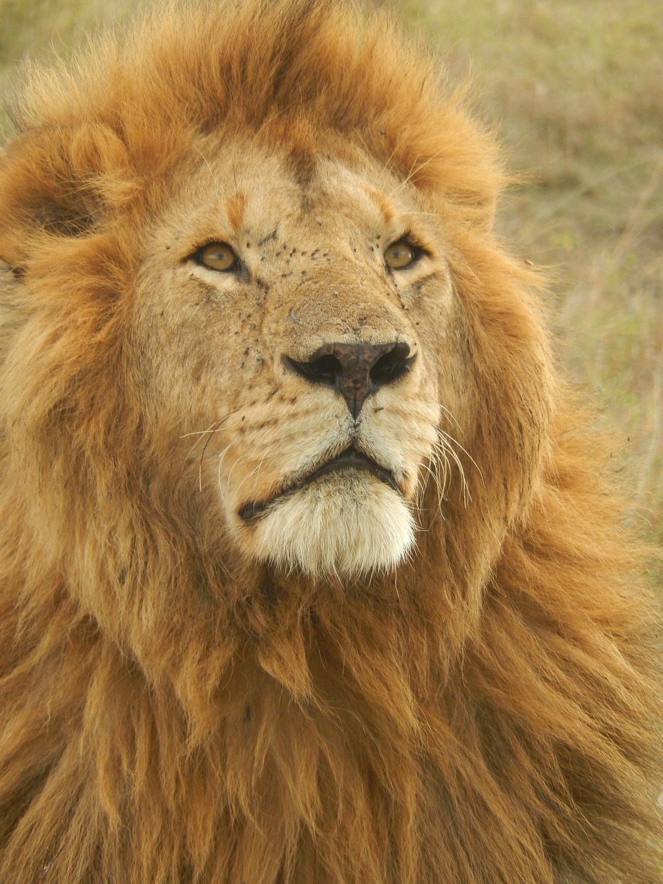 lion africa wildcat free photo